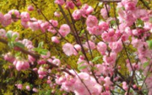 La semaine paroissiale - 15 mars 2015