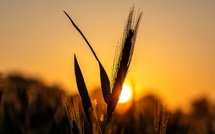 Laetare - Dimanche 15 mars 2026